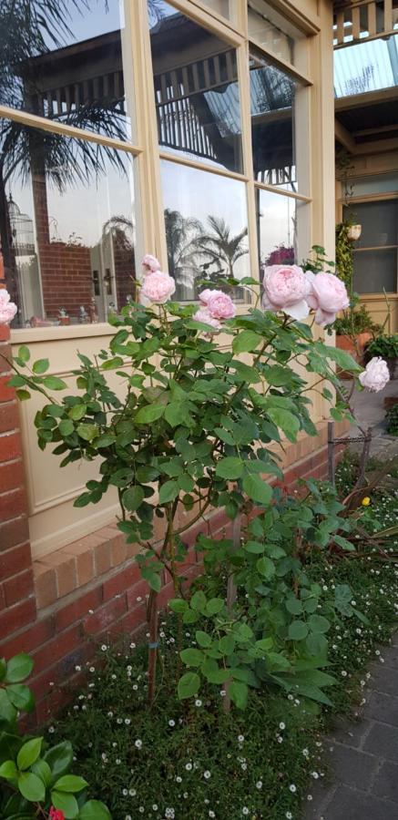 Oxford Rise Apartment Bayswater Exterior foto